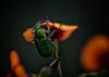 Insecto